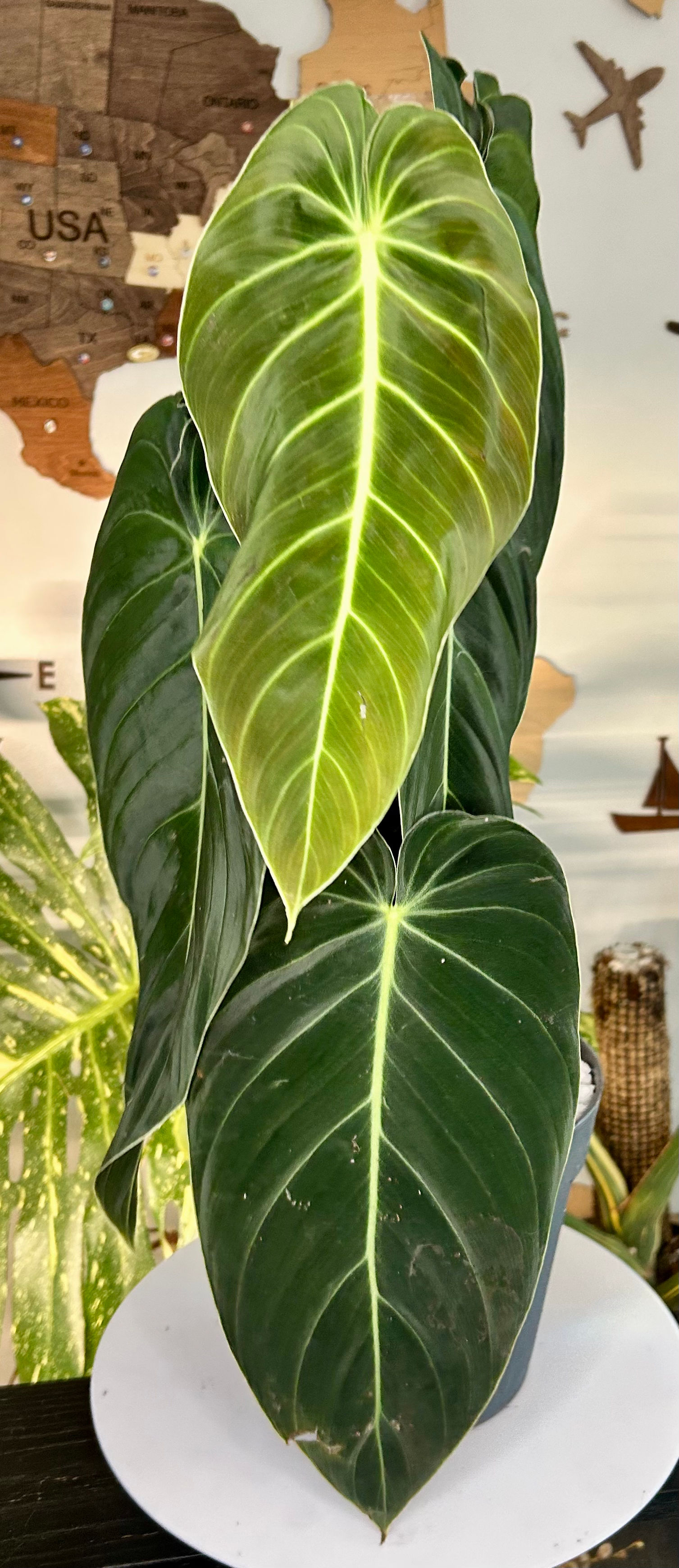 Philodendron Melanochrysum 🔱 