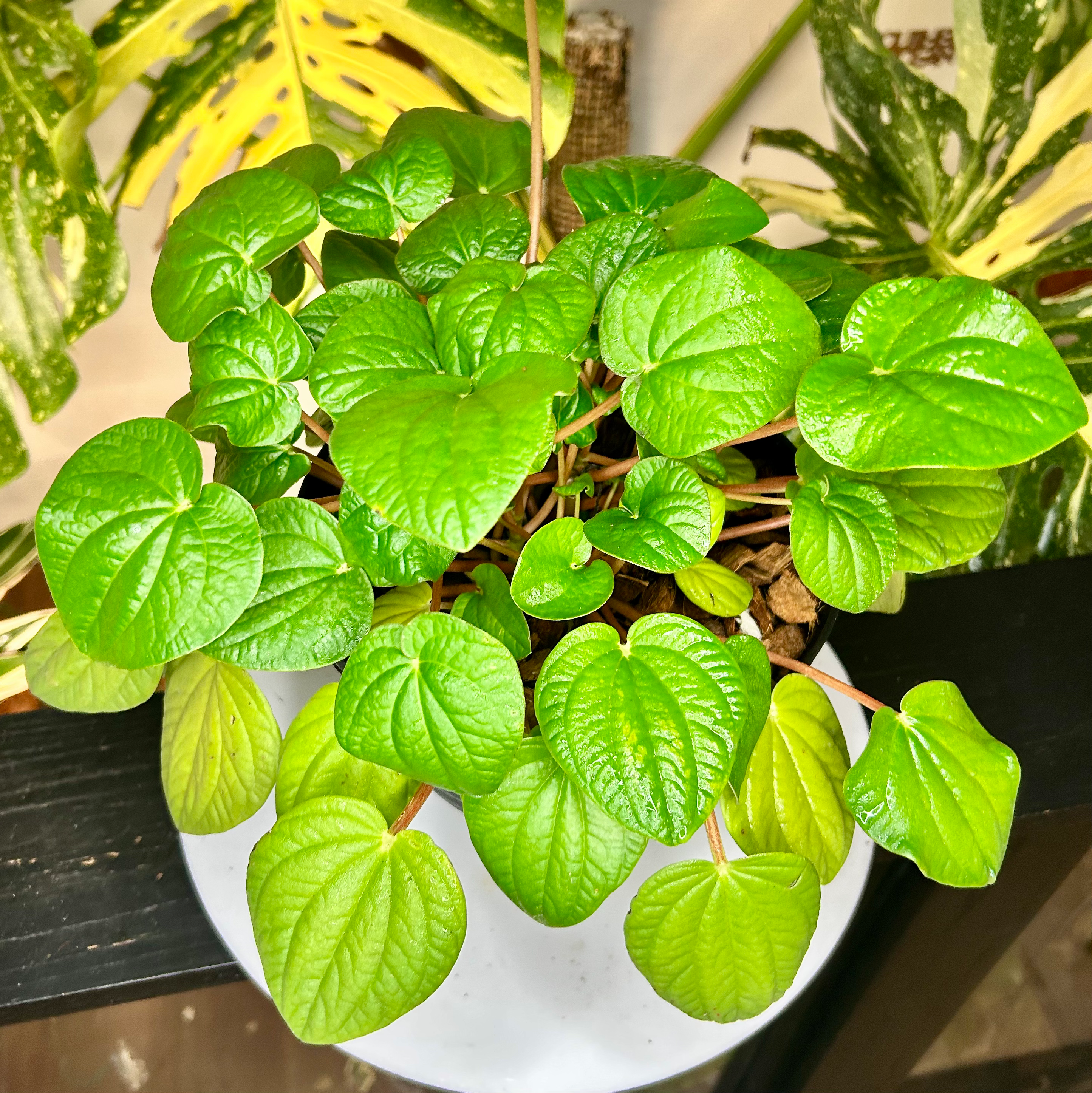 Peperomia Rana Verde 👒 