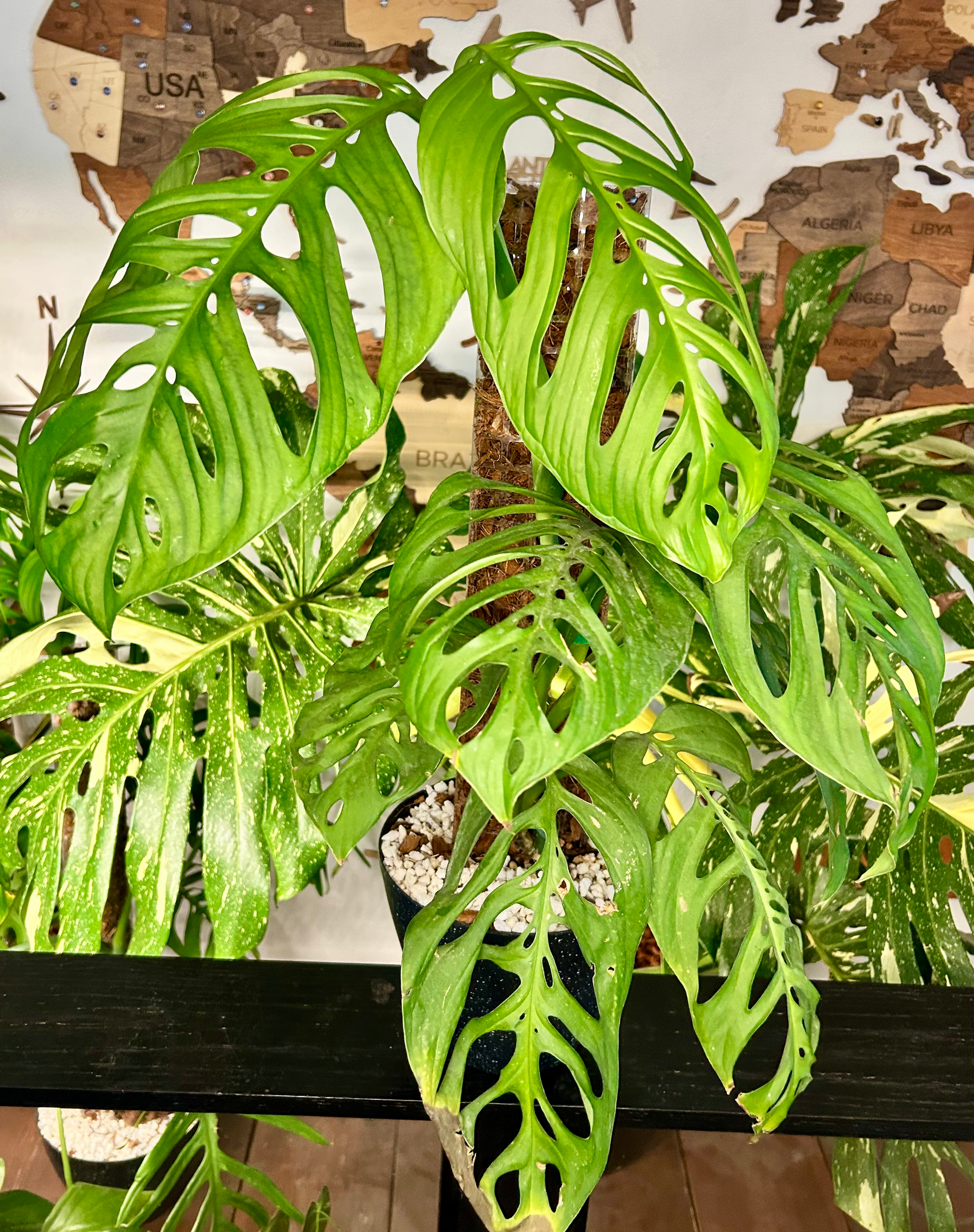 Monstera Esqueleto 🩻