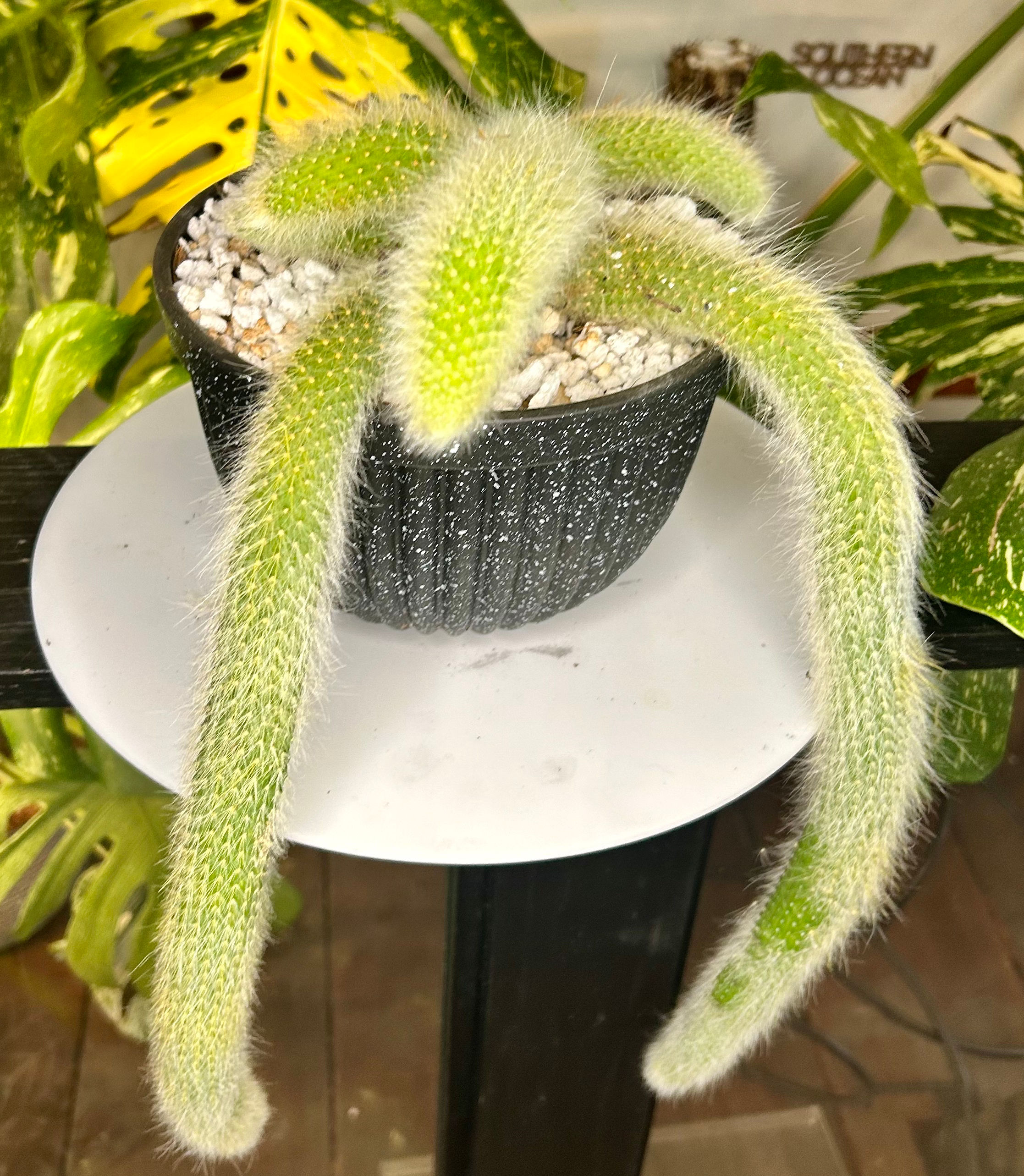 Cactus Monkey Tail 🐒 
