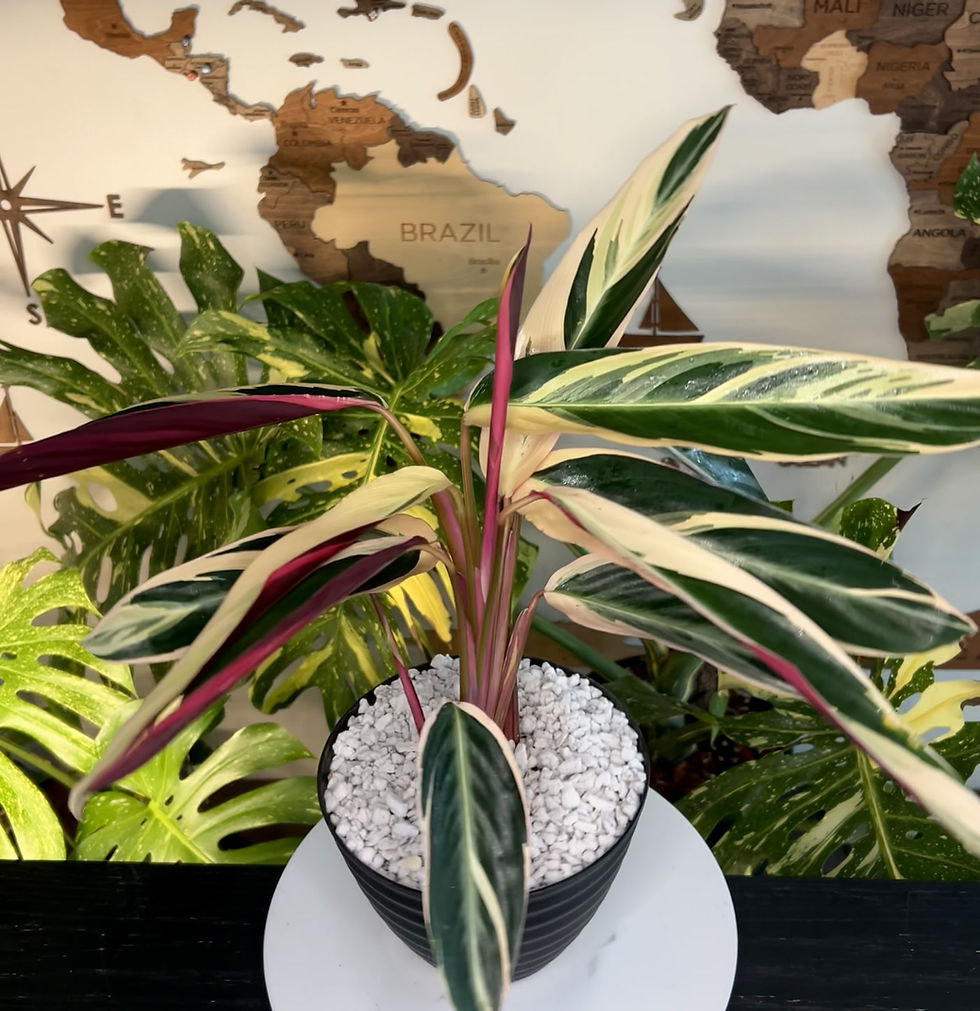 Thumbnail: Stromanthe TrioStar ✨ 