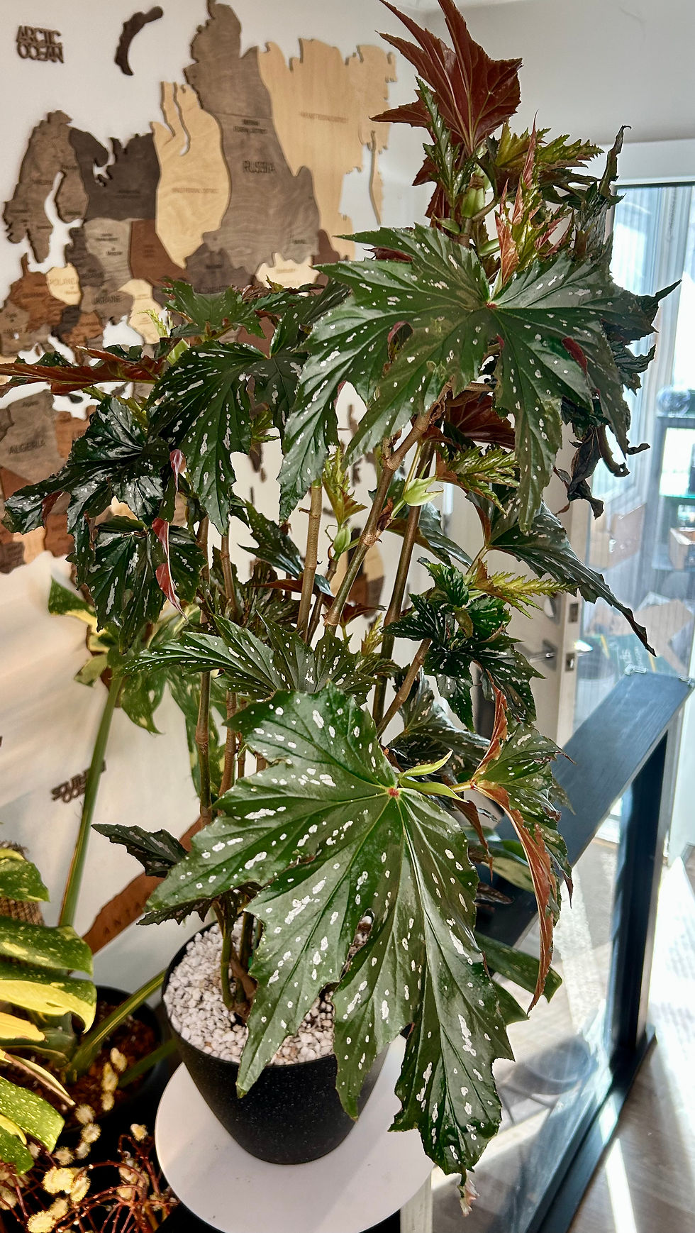 Thumbnail: Begonia Angelwing 🪽 