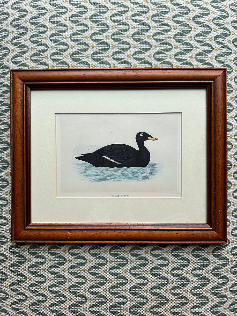 Thumbnail: Hand coloured Morris bird prints