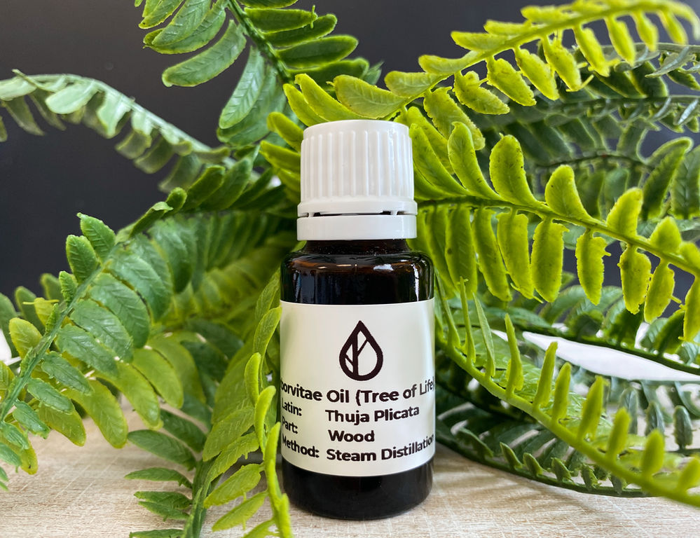 Arborvitae Oil, "The Tree of Life" Its Uses and Benefits.