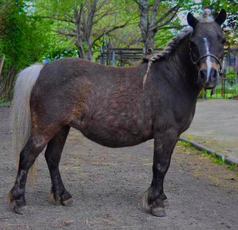 Angel, poney de la ferme pédagogique et médiation par l'animal des Minis Chapeaux de Paille