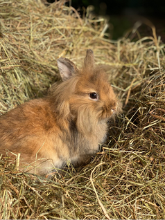 Donuts, petit lapin en médiation par l'animal au sein de la Ferme des Minis Chapeaux de Paille 91