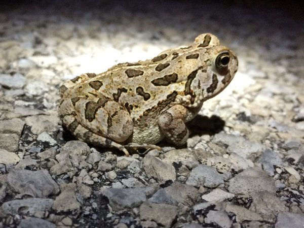 Hoosier Herp Society |Fowler's Toad