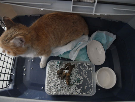 保護した猫のトイレ問題