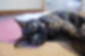 診療所猫になりました
