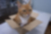 段ボール箱が好き