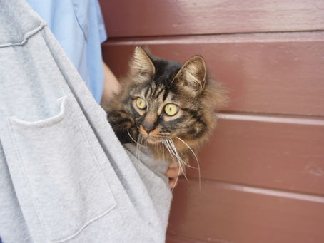 ホームページ内検索が出来るようになりました