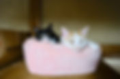 診療所の猫になりました