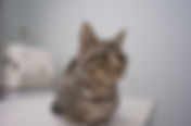 診療所の猫になりました