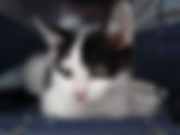 子猫日記〜9日目〜