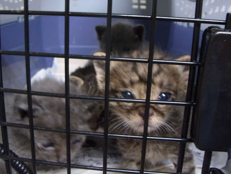 子猫5兄弟、5月14日の様子