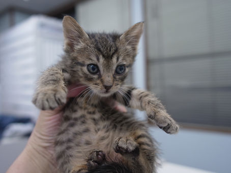 子猫5兄弟6月4日の様子※音量注意
