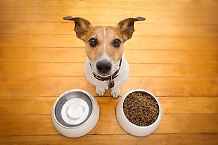 How Much To Feed Your Pet