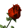 redrose_md_clr.gif