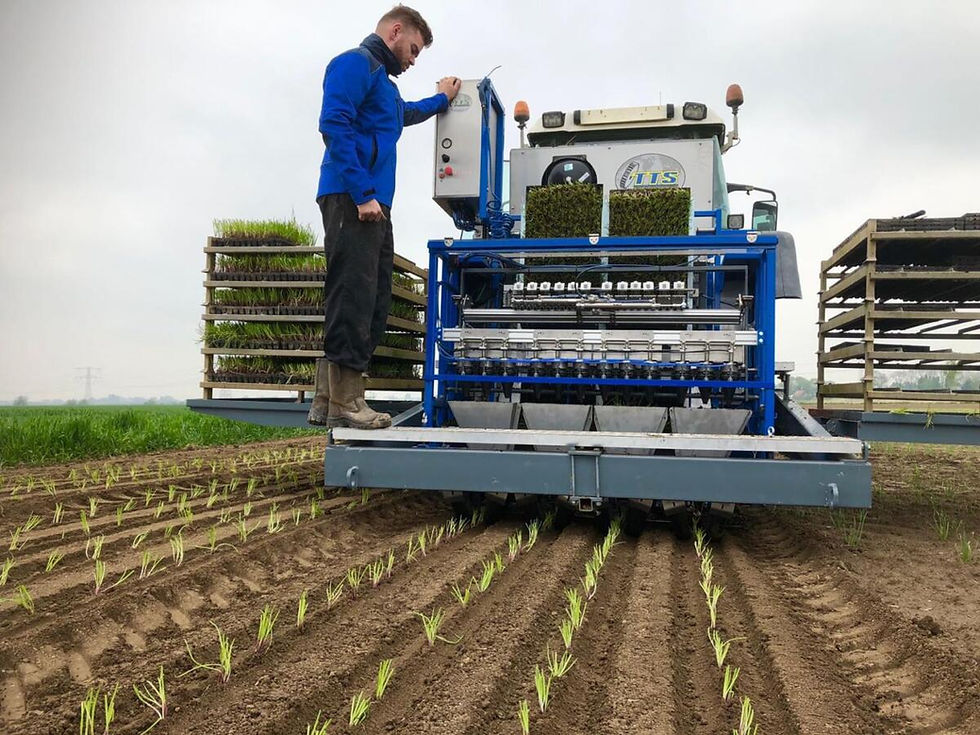 Miniature : Operating standing on multi-rower automatic transplater, checking if everything works ok