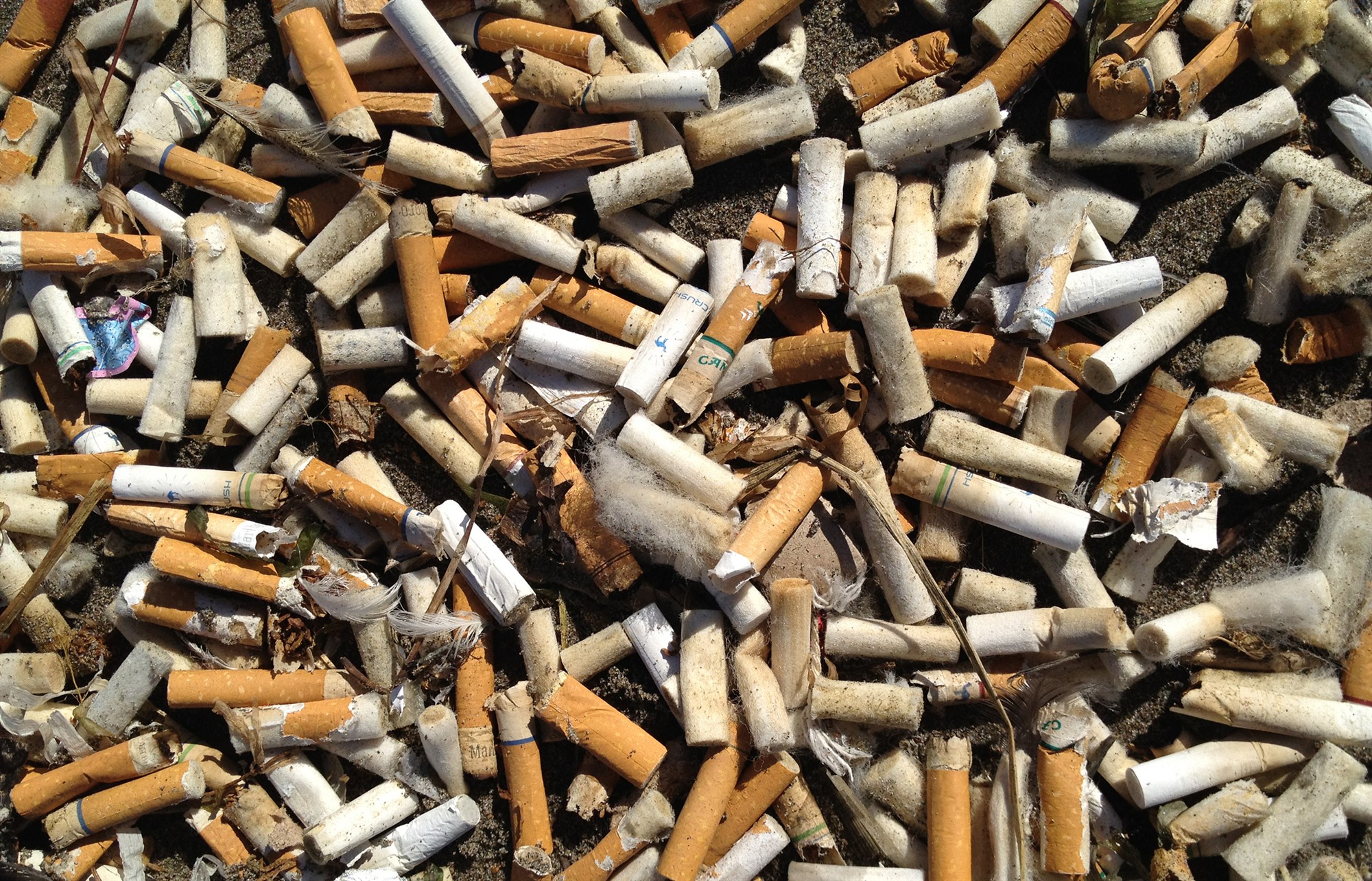 Cig Waste Toxic Butts Cigarette Butt Pollution Project