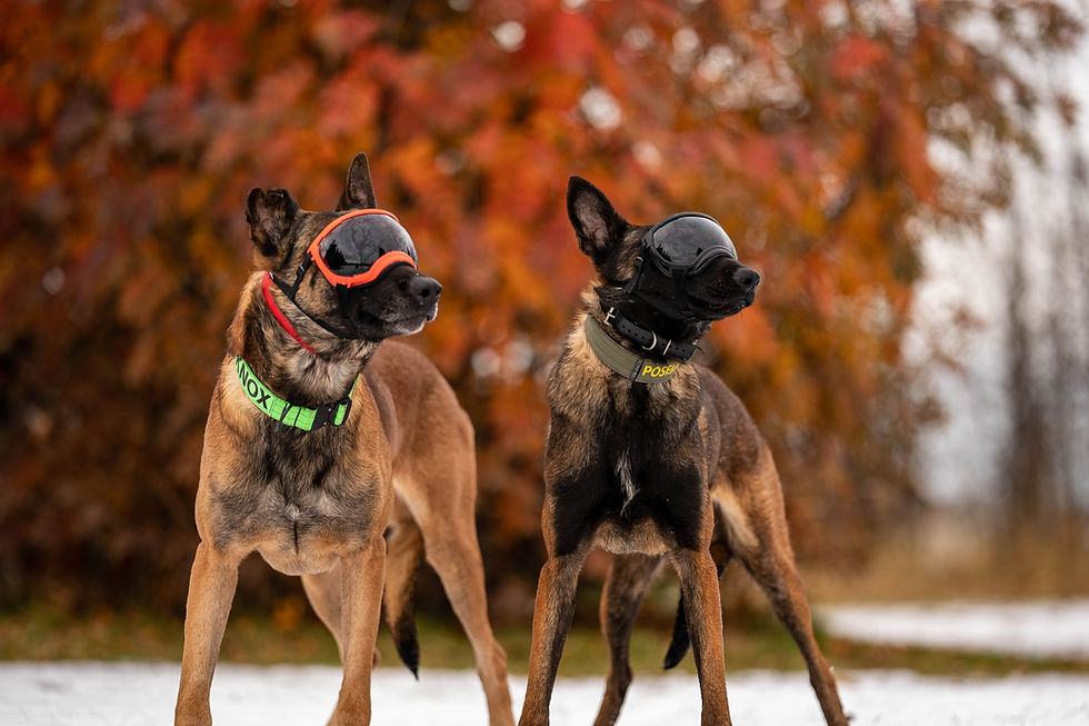 Miniatura: Gafas Rex Specs V2