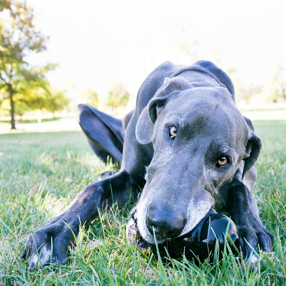 Miniatura: Kong Extreme L