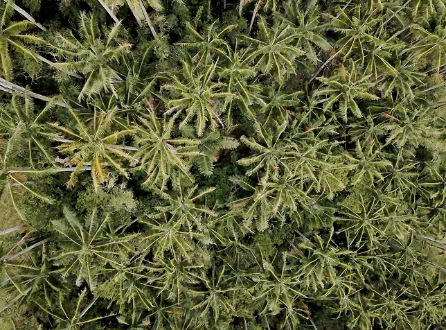 Reserva El Cairo Hotel Lodge Salento Cocora Valley Colombia