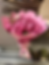 Pink rose bouquet wrapped in pink paper with a pink ribbon.