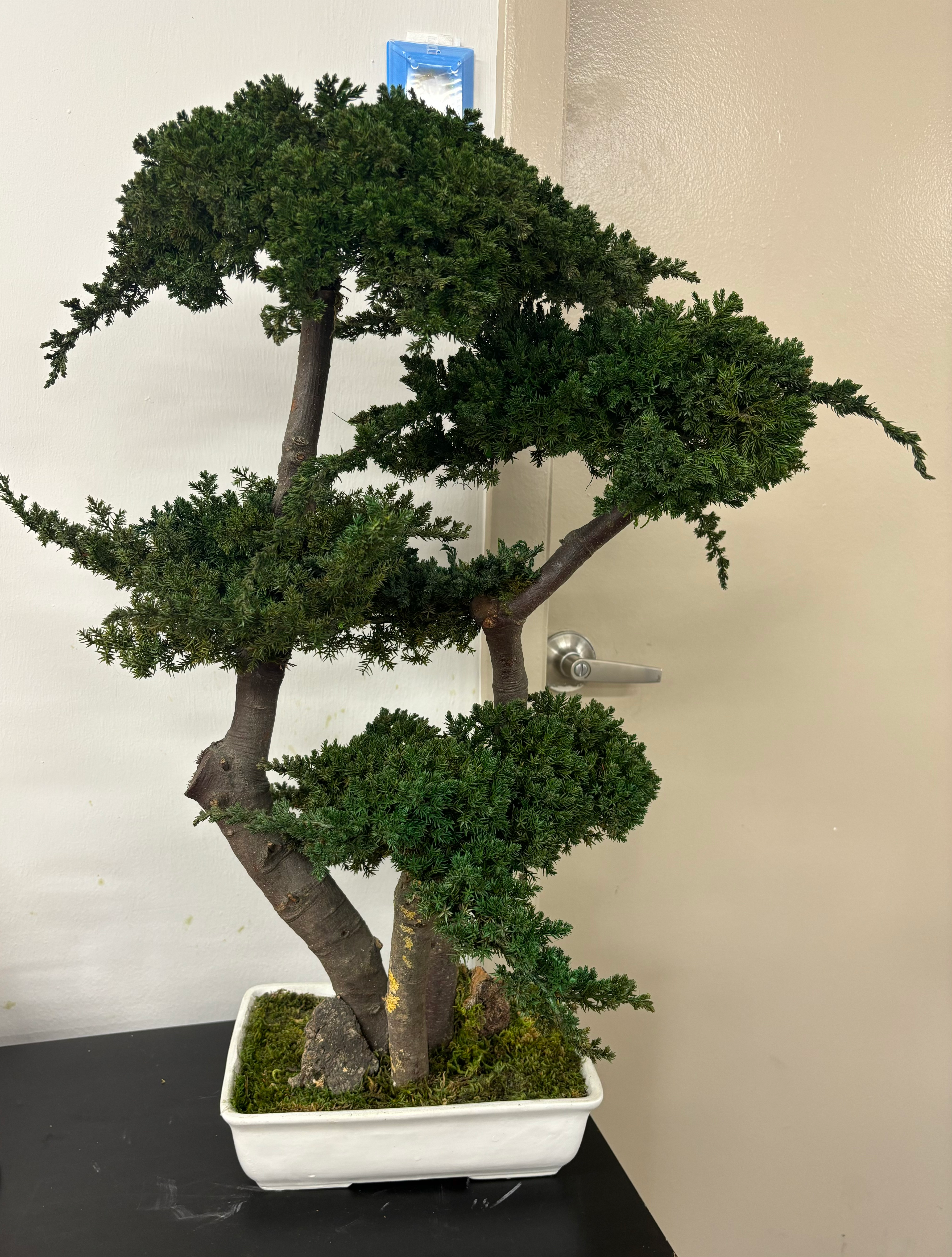 Bonsai tree in a white pot, green leaves detailed branch structure, Doral Blooms