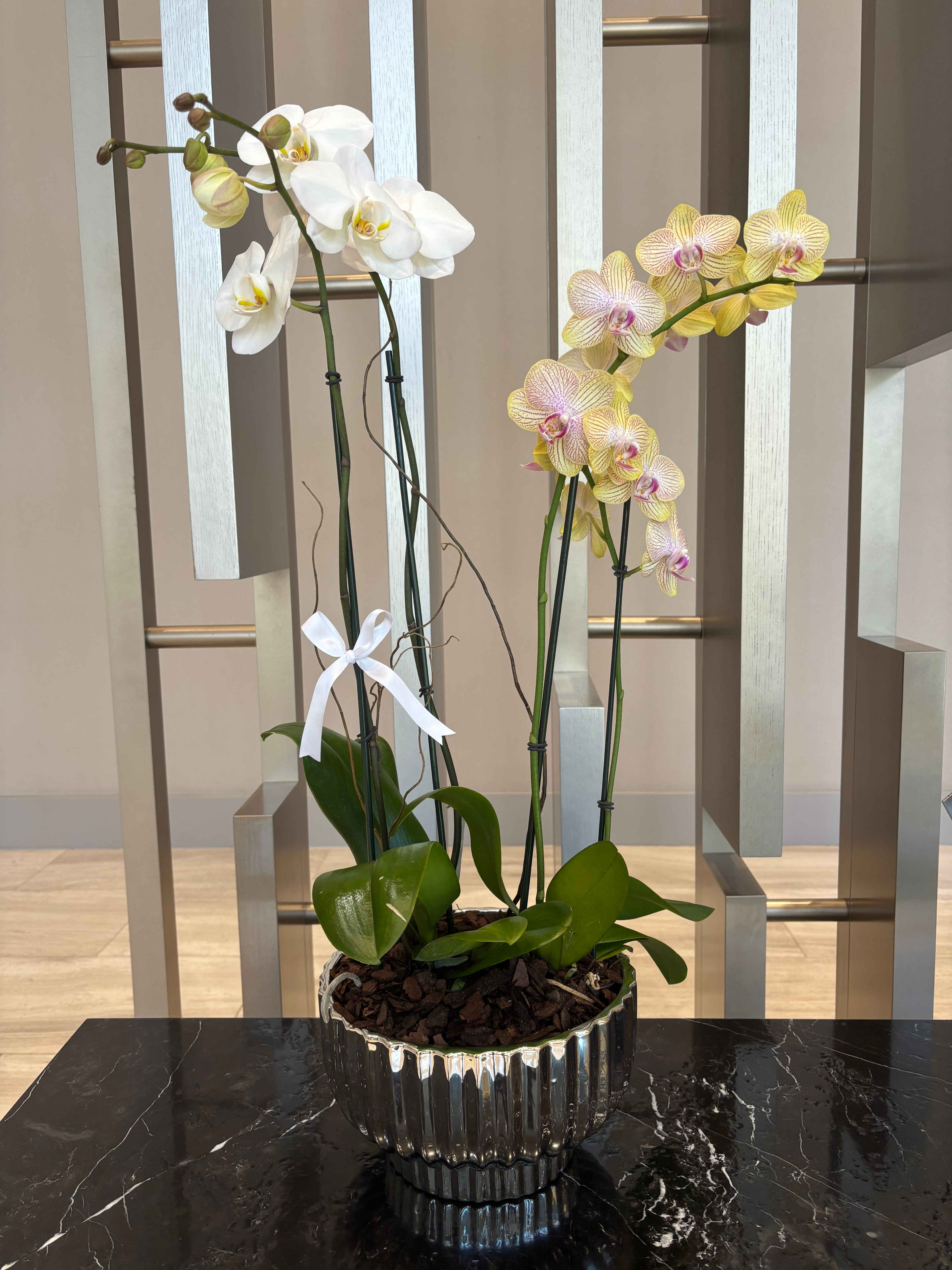 White and yellow orchids in a pot, Orchids in the Garden, elegant floral display.
