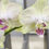 Thumbnail: Orchids in the Garden
