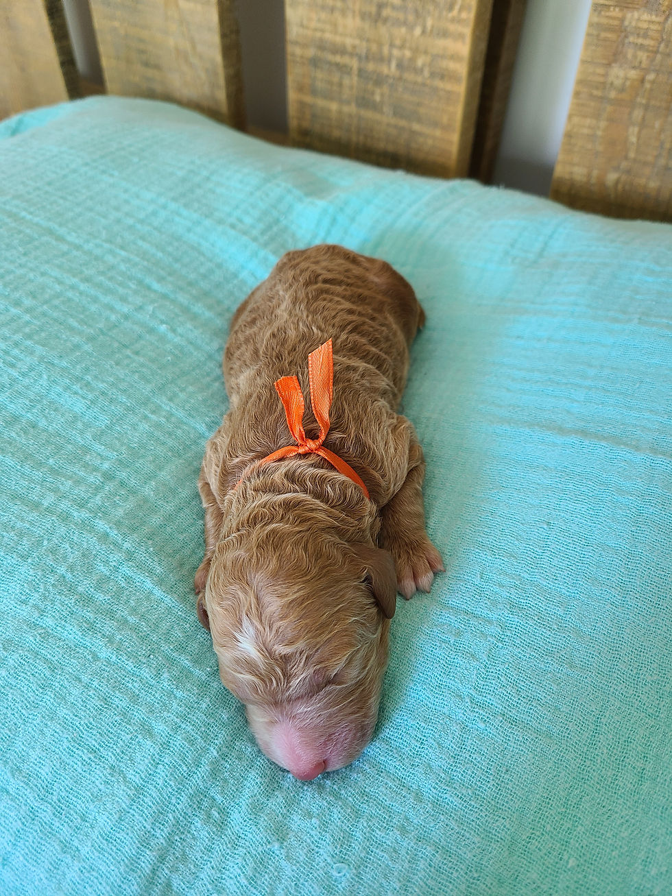 Orange - 2 days (2)
