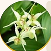 ingredient.png