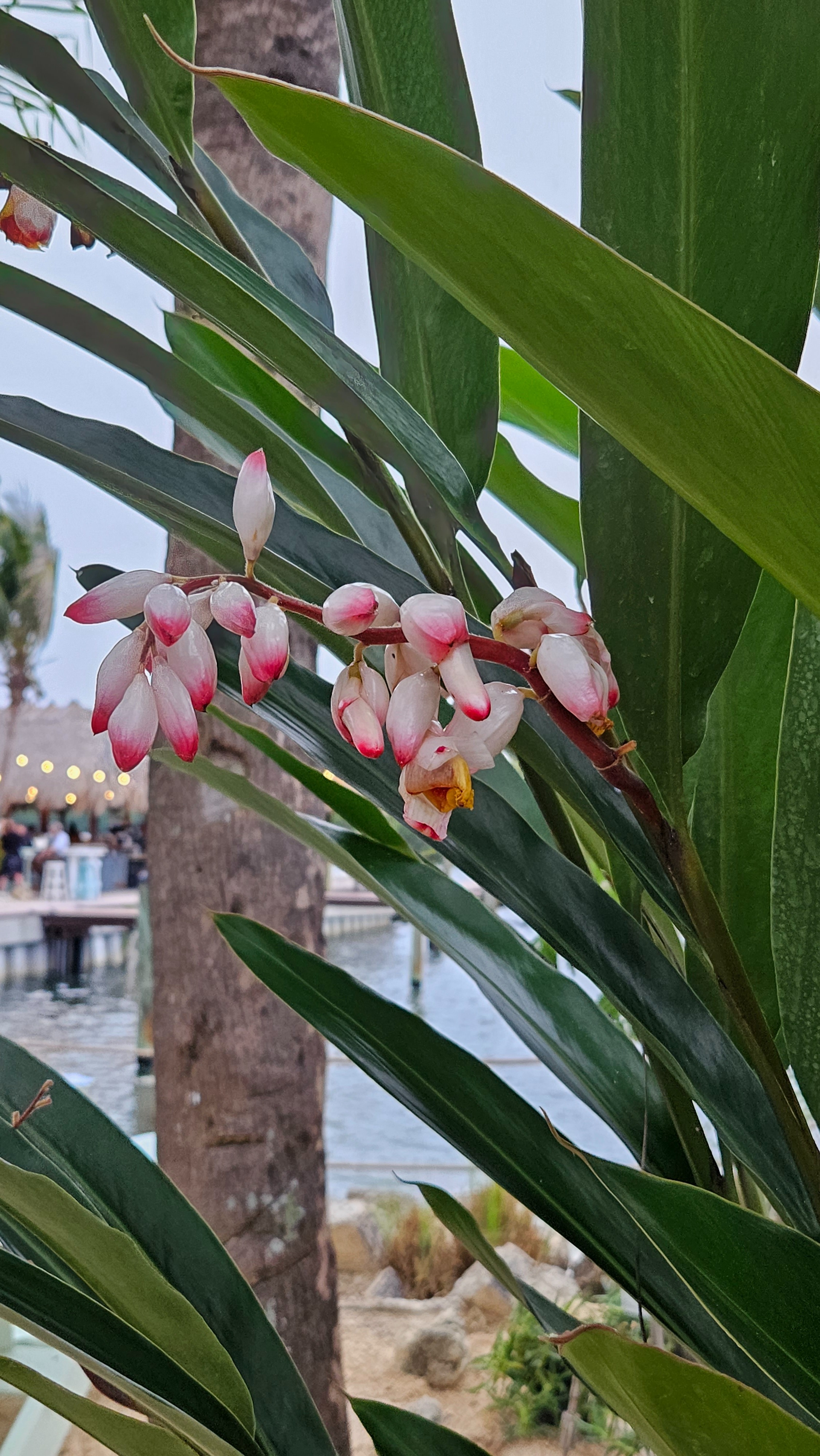 Fresh espresso and iced coffee drinks served at Patrona Coastal Café on Tampa Bay