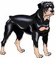 Rottie[1]-1.jpg