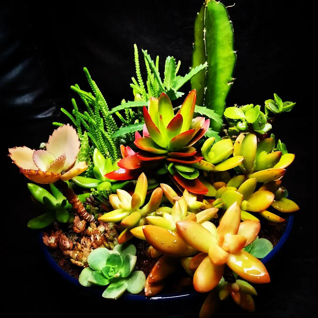 ערכת שתילה דקורטיבית