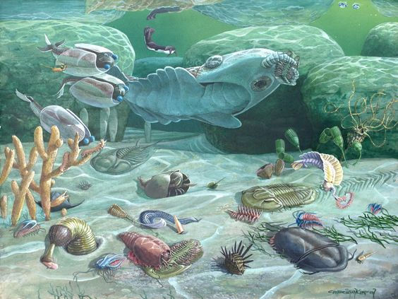 cambrian sea
