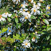 栽培されている椿の花 | Camellia japonica in cultivation