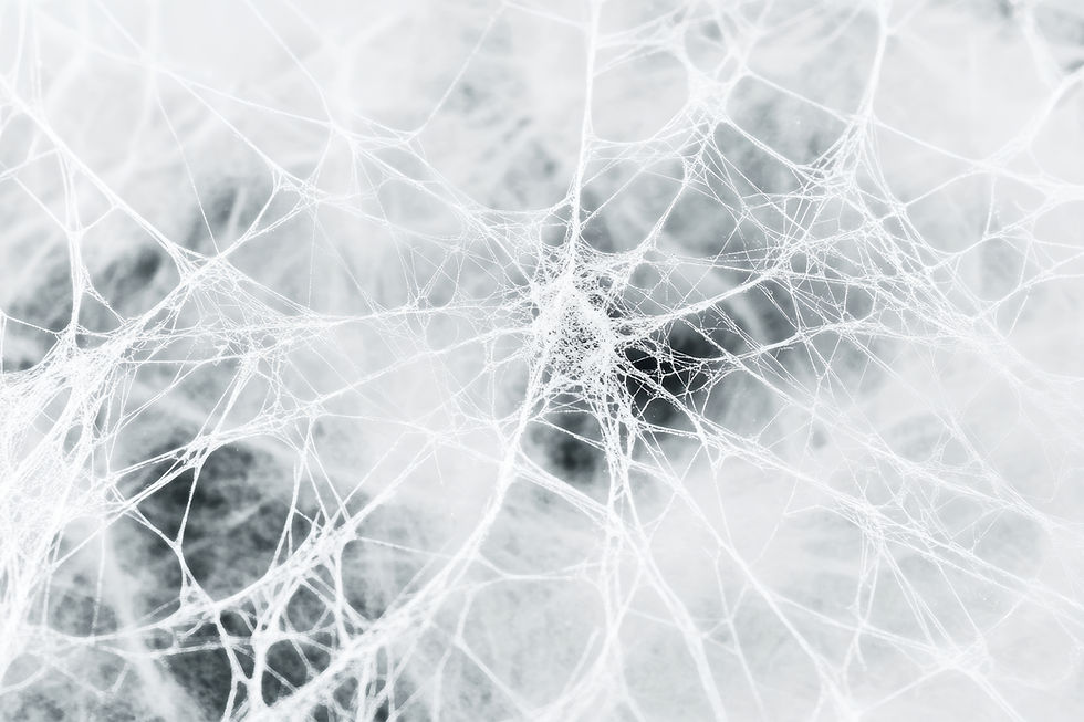 vecteezy_intricate-white-spider-web-creating-a-delicate-pattern_70582343.jpeg