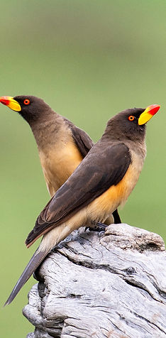 oxpeckers_edited.jpg