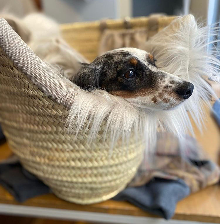 Miniatyrbild: Palmadog basket - Classic Beig