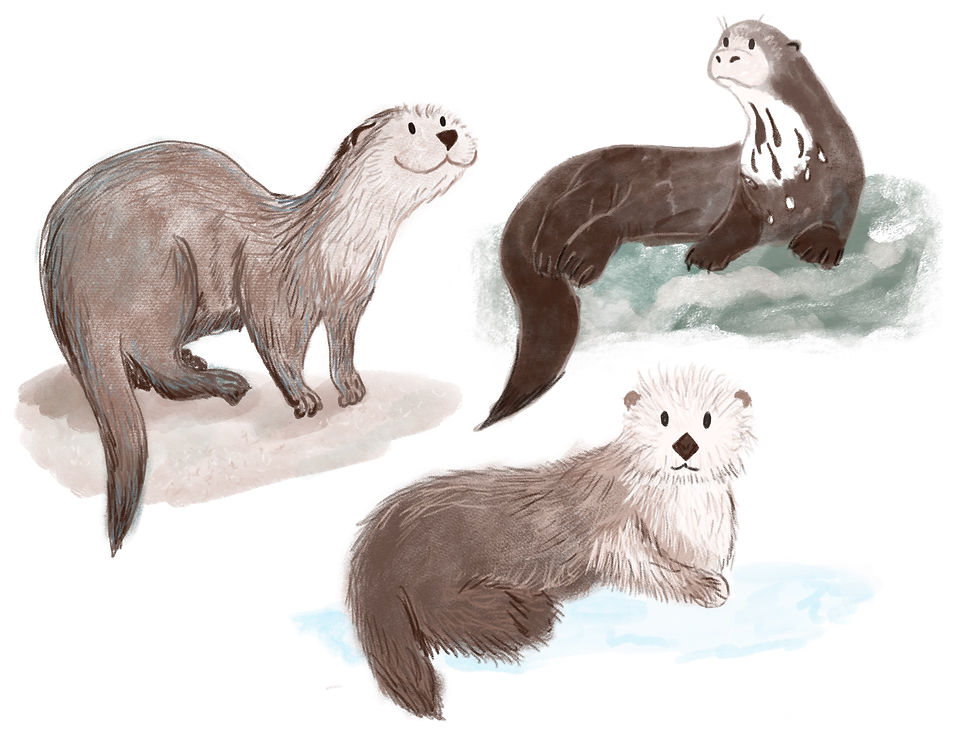 Miniature : Petits secrets de loutre