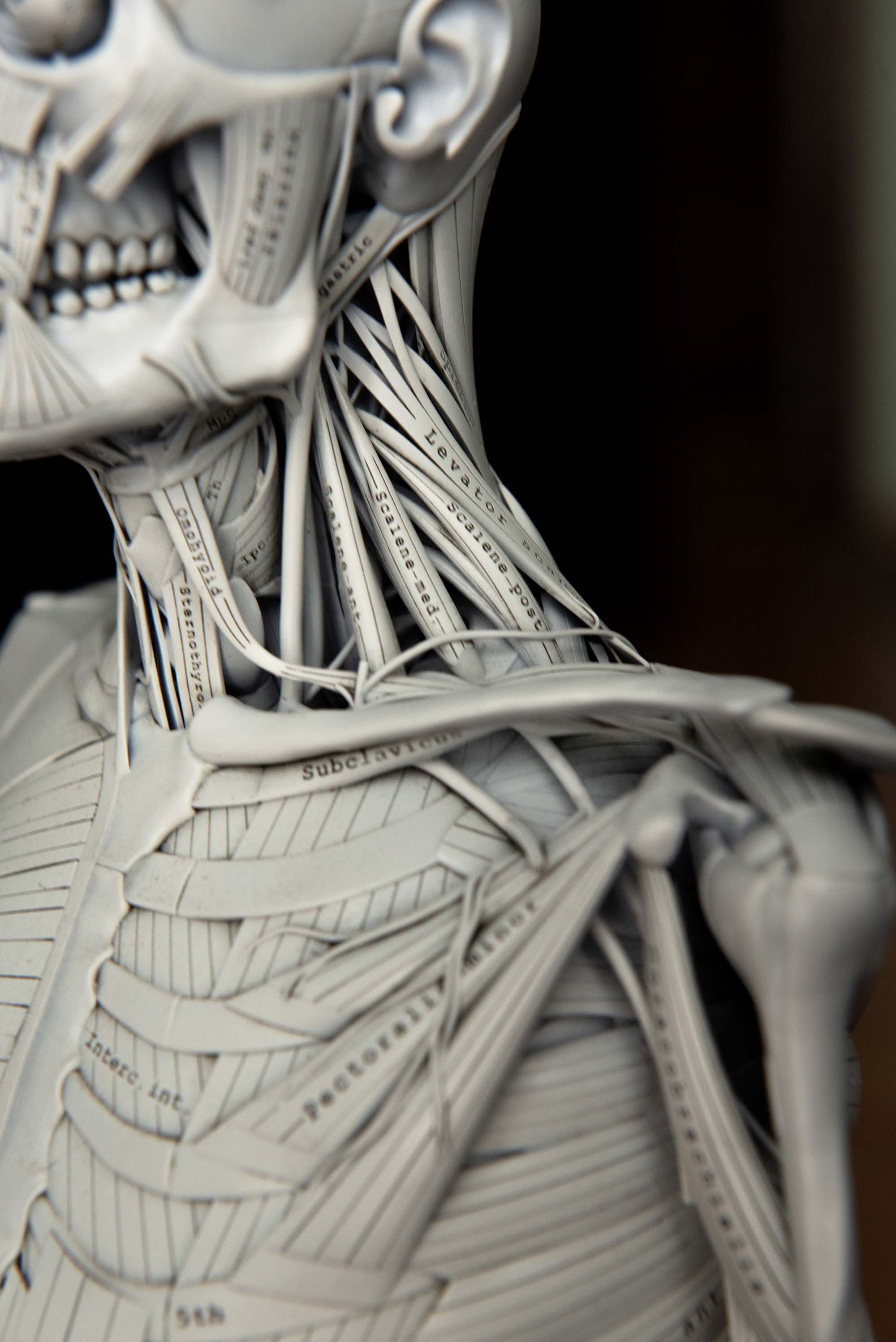 Side view of head and shoulder anatomy model focusing on neck muscles and clavicle area