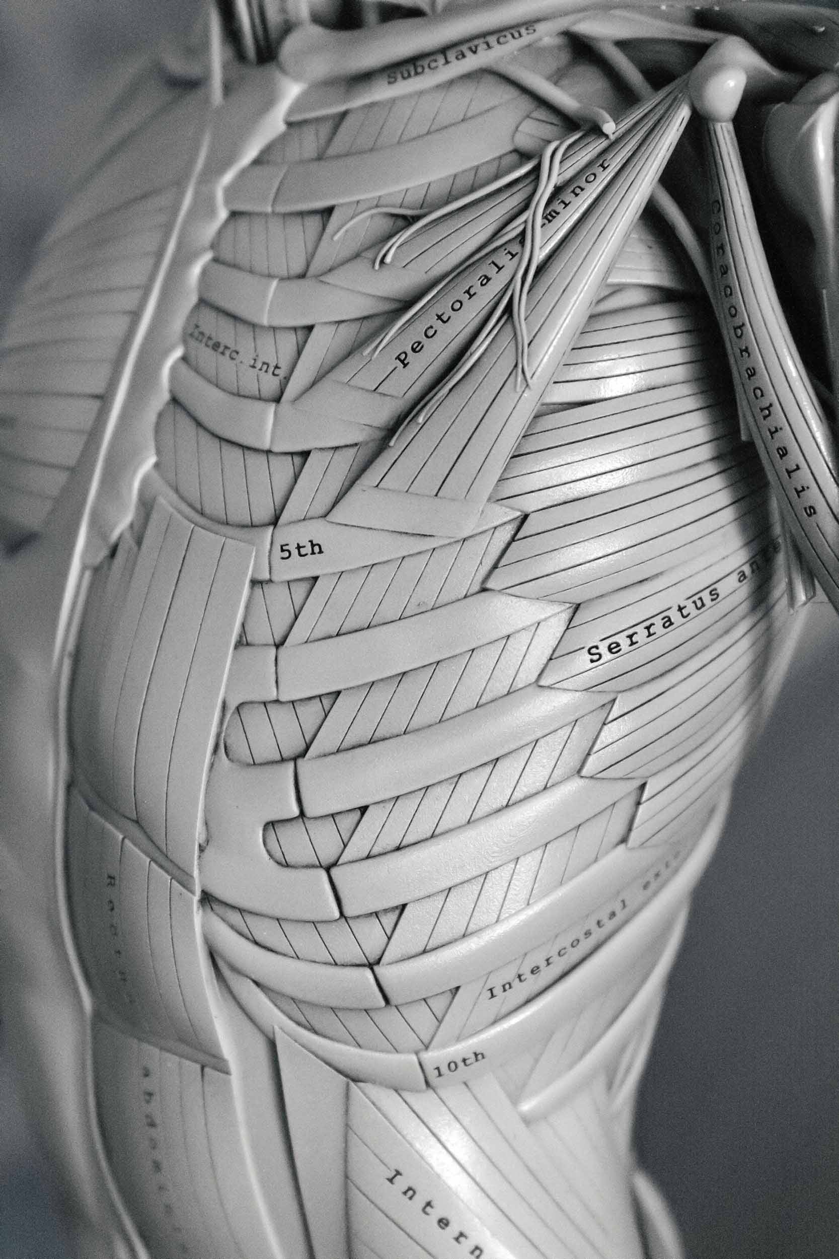 Anatomy figure showcasing pectoralis minor and deep ribcage muscles