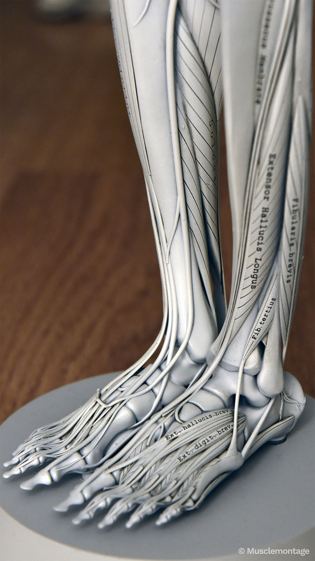 anatomy model showing lower leg and foot musculature, Extensor Hallucis Longus, Fibularis Brevis and digital tendons visible, anterior view