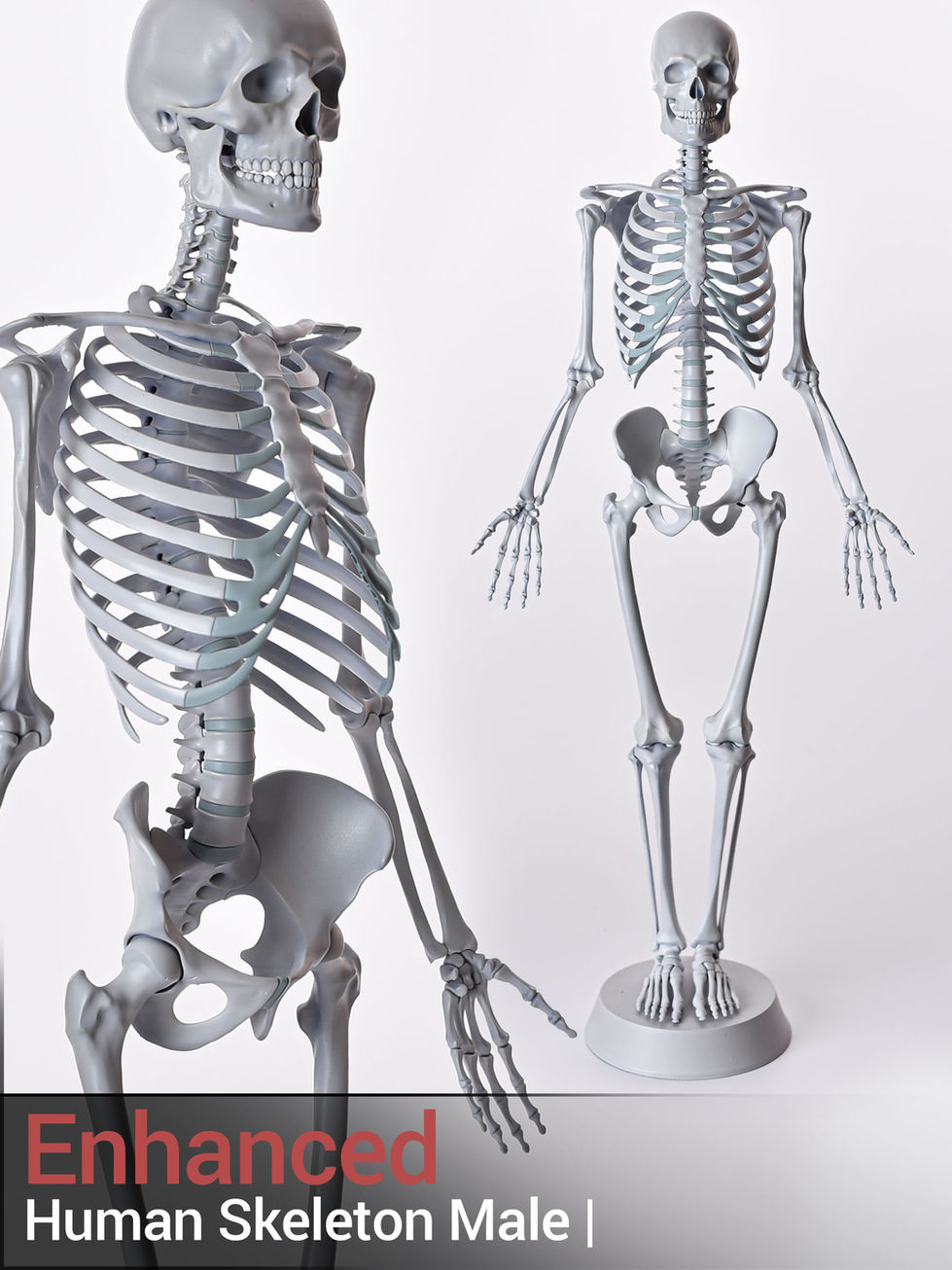 Articulated skeleton model, light gray color