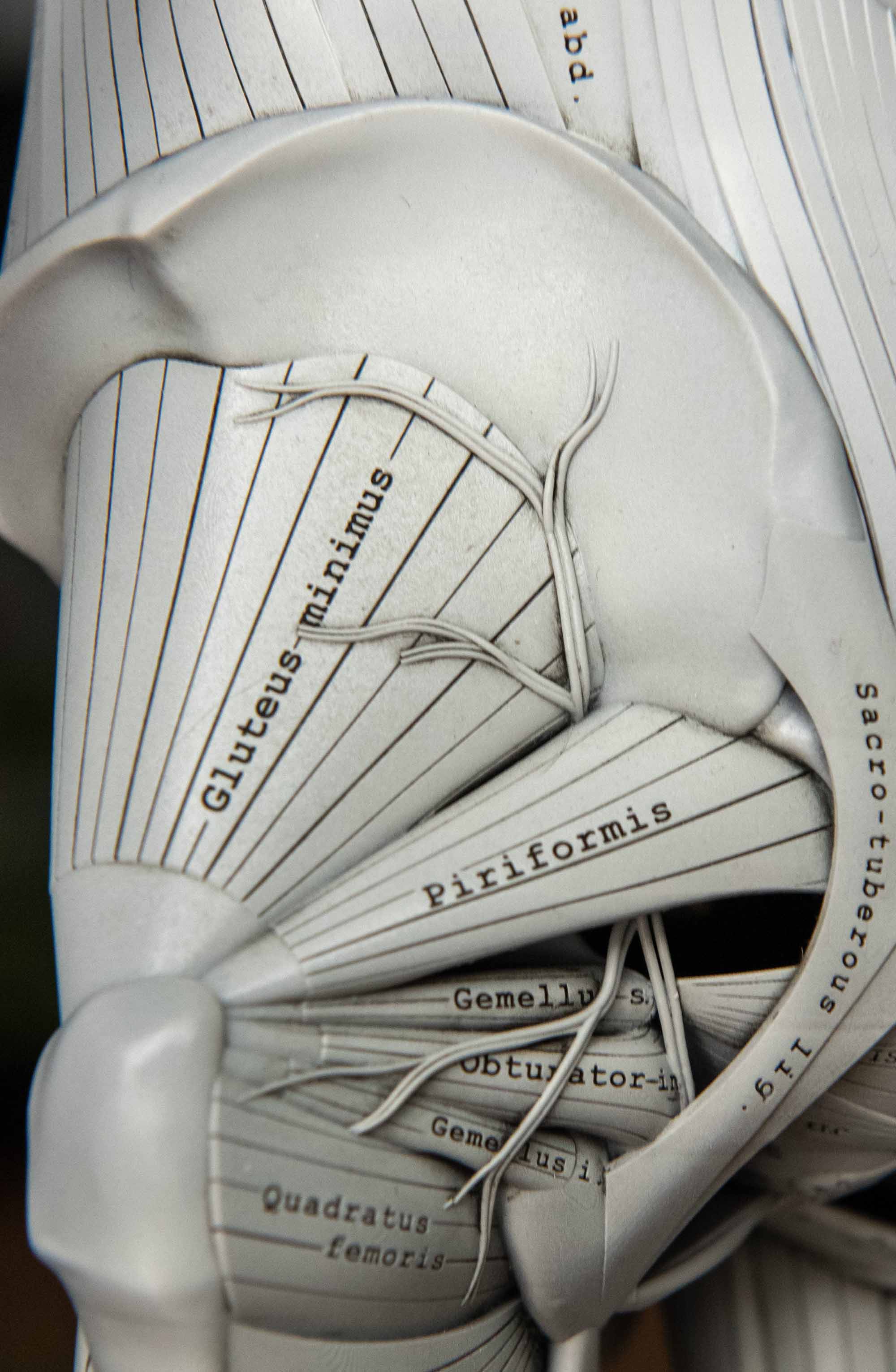 Close-up of anatomical model showing deep lateral hip rotator muscles, including piriformis, gemellus, obturator internus, and quadratus femoris