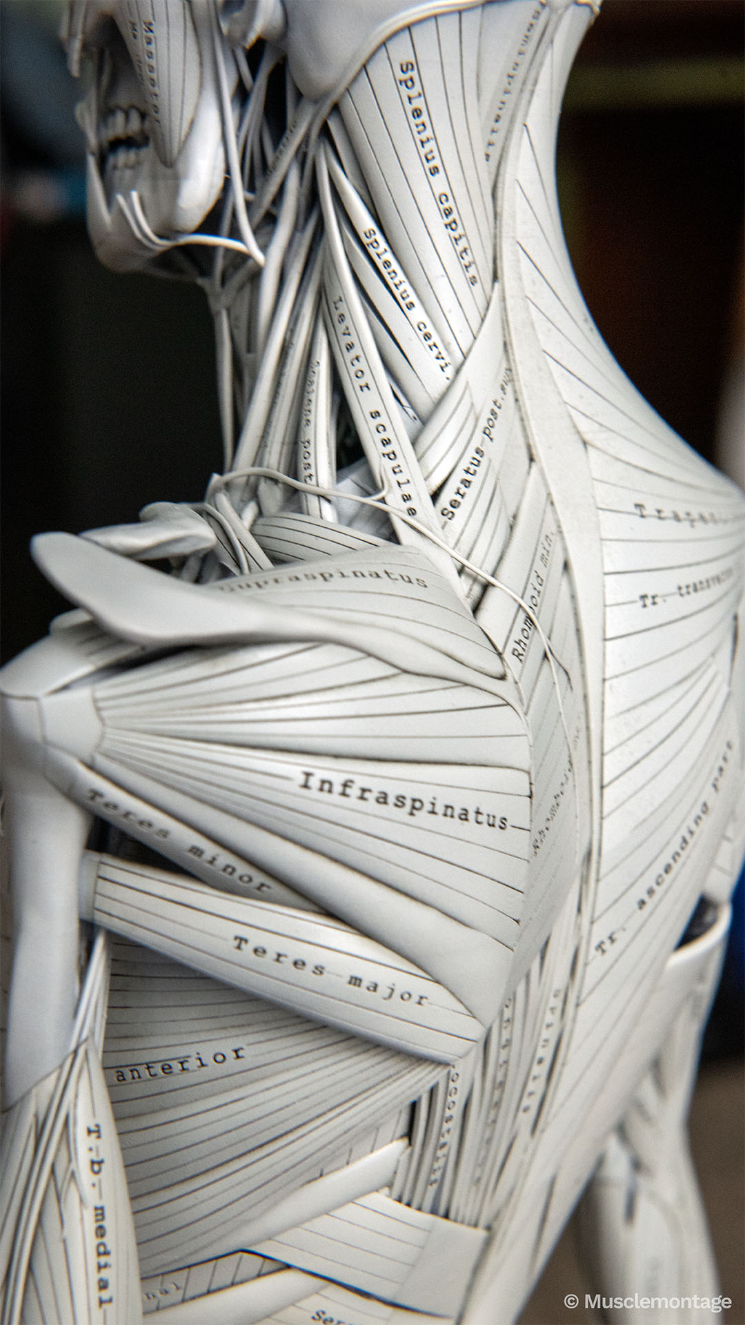 ecorche figure showing posterior shoulder and upper back, Supraspinatus, Infraspinatus, Teres Minor and Trapezius parts clearly labeled