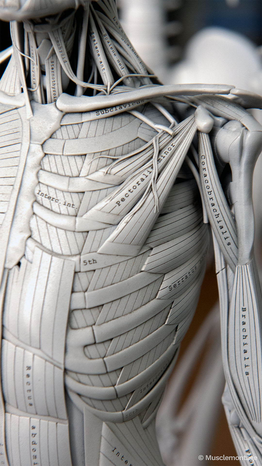 Anatomy model showing anterior chest wall and shoulder, Pectoralis Minor, Serratus Anterior, Subclavius, Coracobrachialis and Internal Intercostals visible