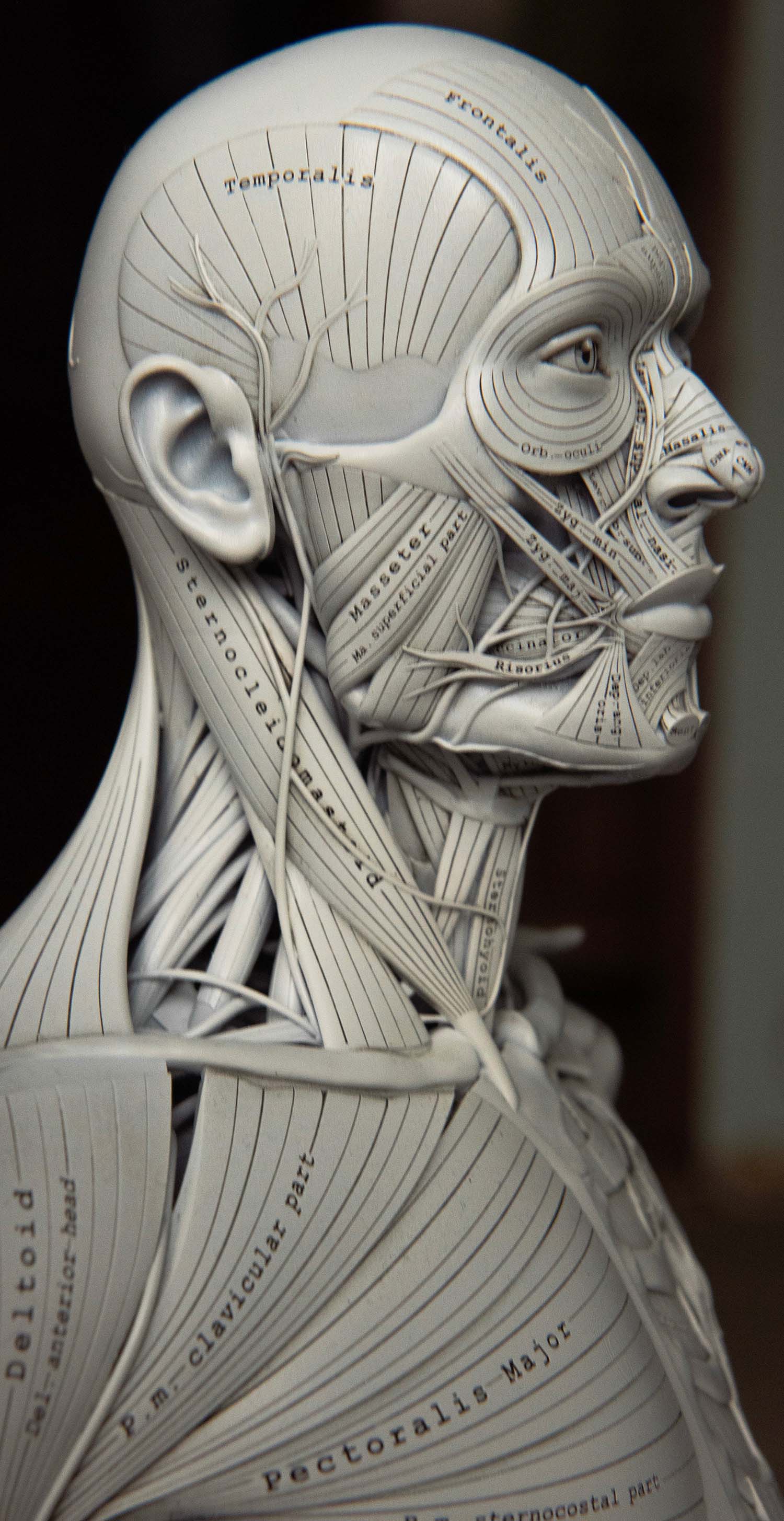 Side view of head and chest muscle model showing muscles of the face, sternocleidomastoid, masseter, and upper pectorals